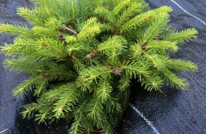 Świerk pospolity 'Nidiformis'